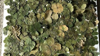 Koleksi semanggi berdaun empat. Dok. Boredpanda