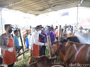 Lapak Tak Resmi Dilarang Jualan Hewan Kurban di Sidoarjo