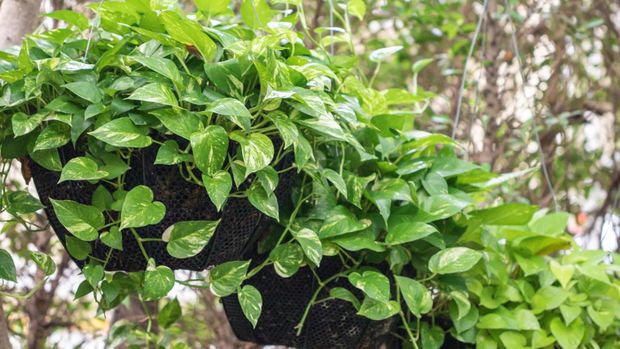 Epipremnum Aureum plant in a garden.Common names including Golden pothos,Ceylon creeper,Hunter's robe,Ivy arum,Money plant and Silver vine.