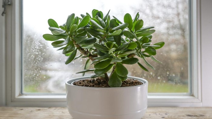 Crassula ovata, known as lucky plant or money tree in a white pot in front of a window on a rainy day, selected focus, narrow depth of field