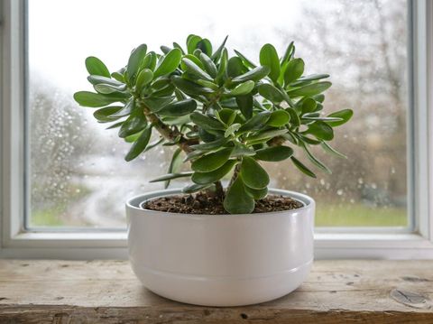 Crassula ovata, known as lucky plant or money tree in a white pot in front of a window on a rainy day, selected focus, narrow depth of field