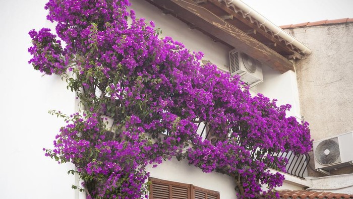 Purple buganville on house facade. Corsica France.Some more images of Corsica in the lightbox: