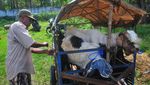 Jelang Idul Adha, Ojek Kambing Panen Rezeki