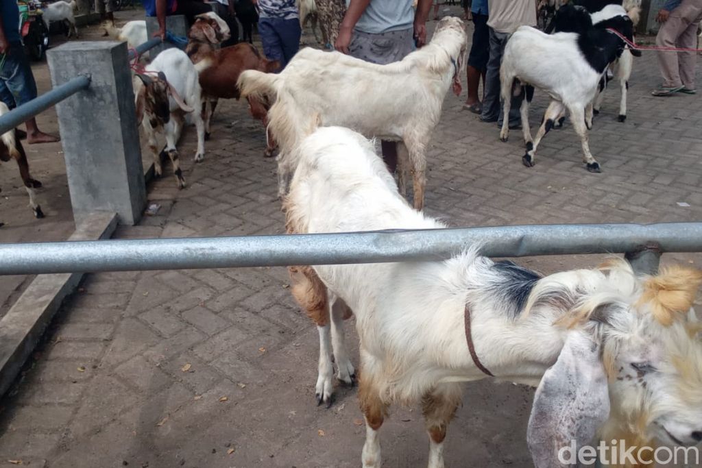 Kambing mendominasi pasar hewan di Pasuruan