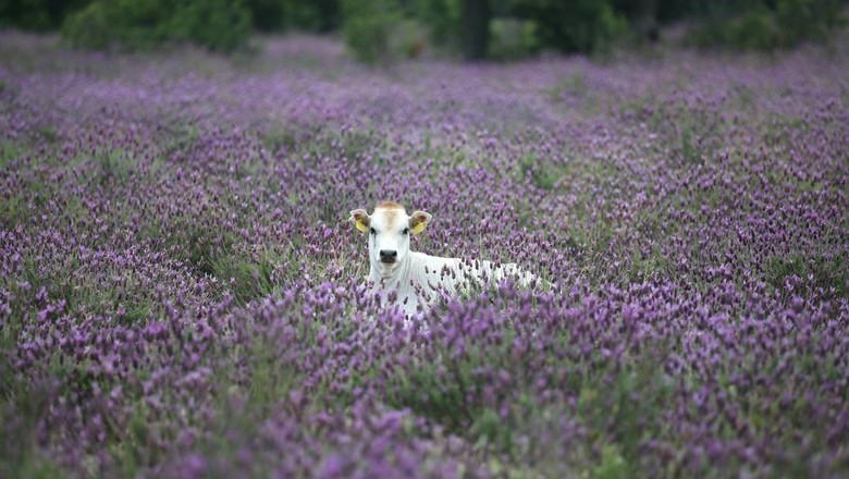 Kebun lavender di Bursa, Turki Kebun lavender di Bursa, Turki