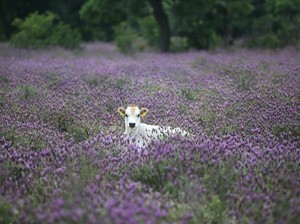Cek AntaVaya, Bisa Nikmati Hamparan Kebun Lavender di Turki Rp 12 Jutaan