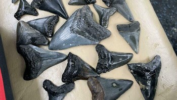 Koleksi gigi hiu yang ditemukan saat petualangan. Foto: Bored Panda