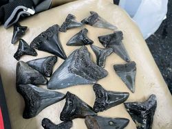 Koleksi Barang Super Unik yang Bikin Mata Terpana