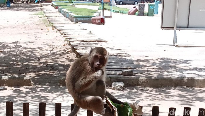 Monyet Pangandaran saat berkeliaran ke hotel