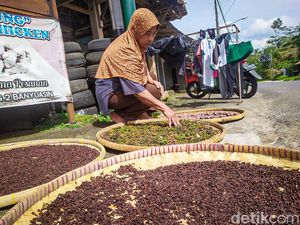 Cuan! Cengkih di Perbukitan Menoreh Kulon Progo Tembus Rp 100 Ribu/Kg