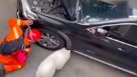 Anjing pemilik mobil bernama Olaf ikut mencari keberadaan kucing yang terjebak di mesin mobil tersebut. (Instagram @humasjakfire)