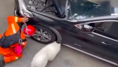 7 Foto Anjing Olaf Bantu Damkar Selamatkan Kucing dari Mobil