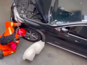 Gigihnya Damkar Dibantu Anjing Olaf Selamatkan Kucing di Kap Mobil