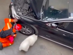 Gigihnya Damkar Dibantu Anjing Olaf Selamatkan Kucing di Kap Mobil