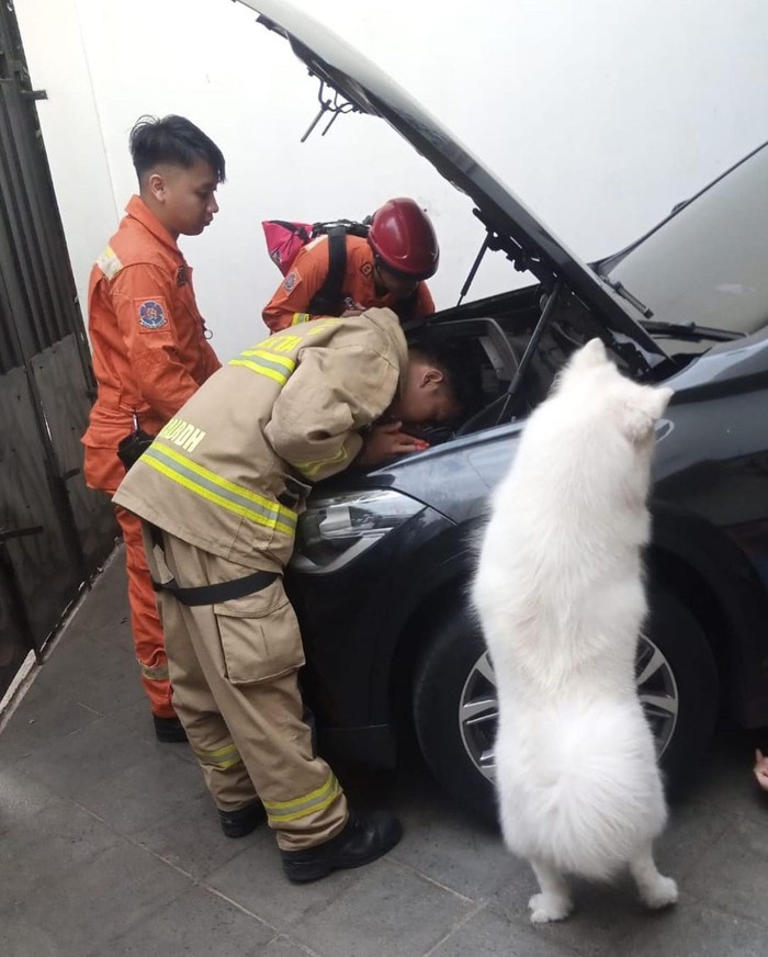 Petugas damkar DKI Jakarta mengevakuasi kucing yang terjebak di mesin mobil. Proses evakuasi dilakukan dengan bantuan anjing olaf milik pemilik mobil. (Instagram @humasjakfire) Petugas damkar DKI Jakarta mengevakuasi kucing yang terjebak di mesin mobil. Proses evakuasi dilakukan dengan bantuan anjing olaf milik pemilik mobil. (Instagram @humasjakfire)
