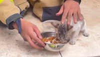 Setelah dievakuasi, kucing kecil itu diberi makan dan minum. Proses evakuasi menghabiskan waktu sekitar 1 jam (Instagram @humasjakfire)