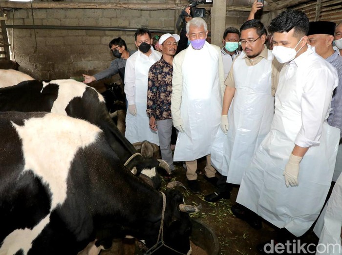 Plt Gubernur Jatim Emil Dardak tinjau sapi kena PMK di Pasuruan