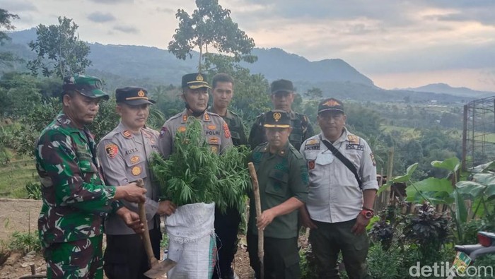 Pohon ganja yang baru ditemukan di Gunung Karuhun.