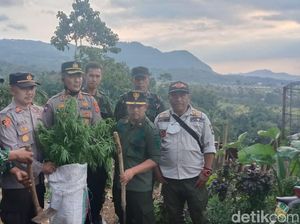 Dua Ladang Ganja Ditemukan Lagi Di Gunung Karuhun Cianjur