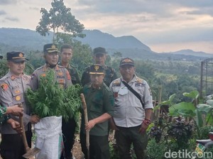 Dua Ladang Ganja Ditemukan Lagi Di Gunung Karuhun Cianjur