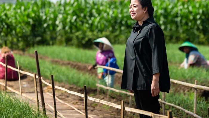 Sambil Tanam Bawang, Puan Dengarkan Keluhan Petani di Brebes Ketua DPR RI Puan Maharani melakukan kunjungan ke Desa Larangan, Kabupaten Brebes, Jawa Tengah. Dalam kunjungan tersebut, Puan ikut menanam bawang sambil mendengarkan keluh kesah para petani bawang di Brebes.