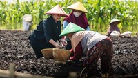 Kegiatan menanam diawali dengan mengumpulkan benih-benih bawang merah yang akan disemai di lahan perkebunan.