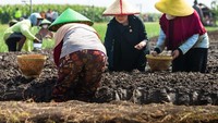 Puan lalu melanjutkan menanam benih bawang bersama para petani. Kegiatan ini ia lakoni selama kurang lebih 1 jam.