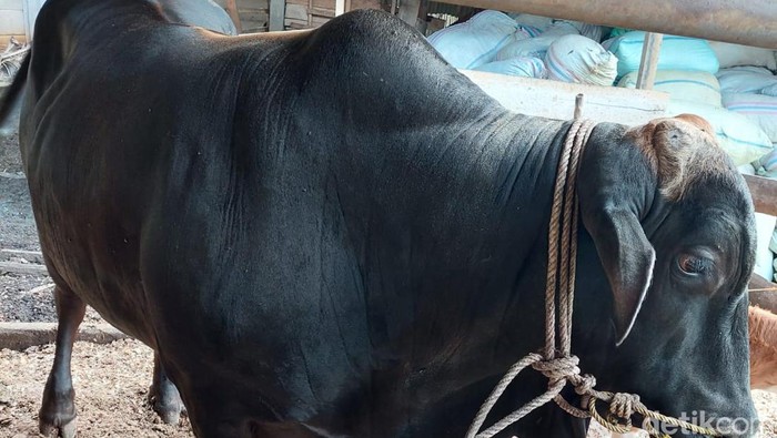 Sapi kurban Jokowi untuk warga Bengkulu.