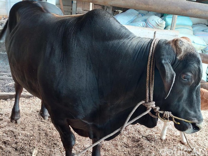Sapi kurban Jokowi untuk warga Bengkulu.
