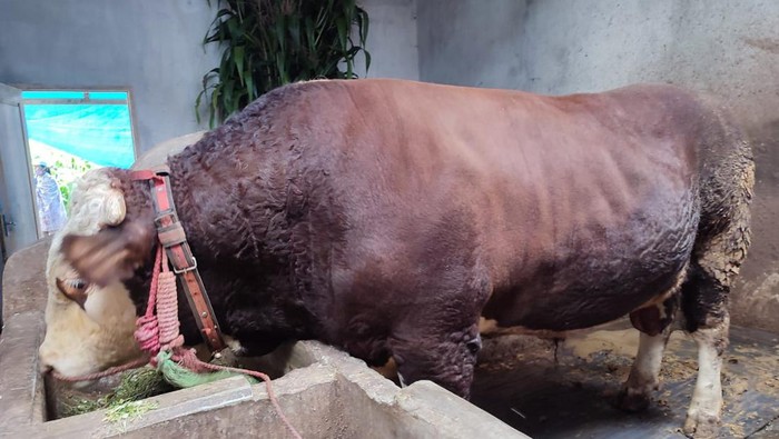 Sapi sumbangan Jokowi untuk Masjid Al Akbar Surabaya