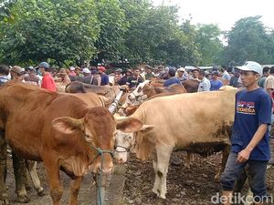 Jenis Kelamin Hewan Kurban: Lebih Baik Jantan atau Betina?