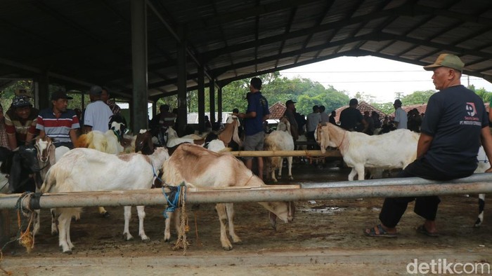 Suasana pasar hewan di Desa Jurang Kecamatan Gebog, Kudus, Rabu (6/7/2022).