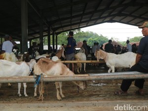 Pasar Kambing Kudus Tak Seramai Tahun Lalu, Permintaan Turun 30 Persen