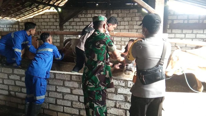 vaksin pmk lamongan