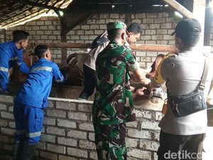 Lamongan Dapat Tambahan 2 Ribu Vaksin PMK