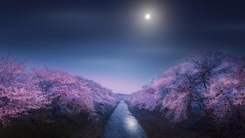 Tepi sungai Funakawa di musim semi karya Takanobu Kurosaki Foto: Astronomy Photographer of the Year
