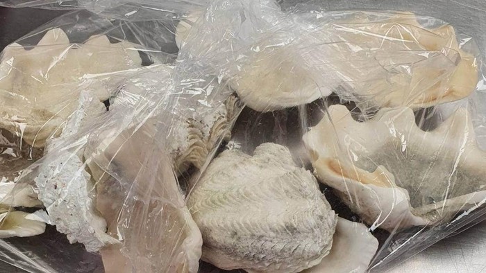 Cangkang Kerang dari Fiji yang disita petugas