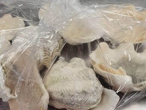 Jangan Coba-coba Ambil Kerang dari Fiji, Bisa Didenda Jutaan Rupiah