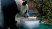 Hewan-hewan tersebut diberikan es balok untuk mendingnkan tubuh saat wilayah China memasuki musim panas.