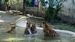 Cegah Kepanasan, Hewan di Kebun Binatang China Diberi Es Balok