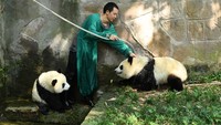 Beberapa hewan pun diperlakukan khusus. Terlihat dua ekor anak panda terpaksa dimandikan dengan cara disiram air.