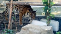 Seekor harimau diberi es balok oleh staff dari Kebun Binatang Chengdu, China, Rabu (6/7/2022).