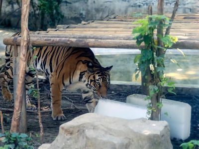 Cegah Kepanasan, Hewan di Kebun Binatang China Diberi Es Balok