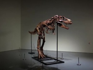 Koleksi Fosil Lengkap Gorgosaurus Bakal Dilelang