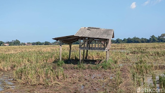 Gubuk lokasi petir menyambar dan menewaskan tiga orang di Kecamatan Taman, Pemalang, Kamis (7/7/2022).
