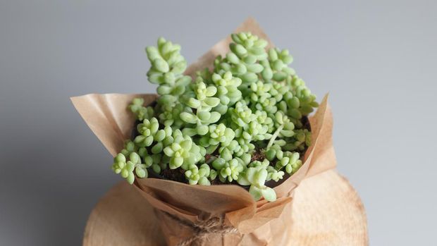 Sedum Morganianum succulent plant isolated on gray background