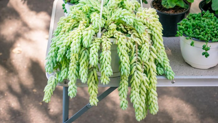Sedum morganianum (lambs tail, burros tail, horses tail) in white pot hanging. Sedum morganianum is popular and easy-to-grow succulent with trailing stems and fleshy blue-green leaves. Basic houseplant
