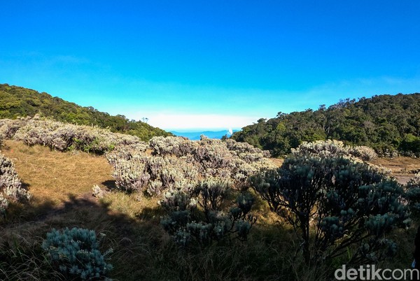 Karena terletak lebih tinggi dari puncak Gunung Gede (2.958 mdpl), bunga edelweis (Anaphalis javanica) di Lembah Mandalawangi lebih rimbun dan ukuran bunganya lebih besar. Karena terletak lebih tinggi dari puncak Gunung Gede (2.958 mdpl), bunga edelweis (Anaphalis javanica) di Lembah Mandalawangi lebih rimbun dan ukuran bunganya lebih besar.