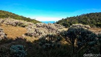 Karena terletak lebih tinggi dari puncak Gunung Gede (2.958 mdpl), bunga edelweis (Anaphalis javanica) di Lembah Mandalawangi lebih rimbun dan ukuran bunganya lebih besar.