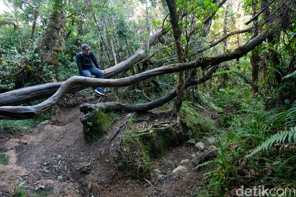 Butuh waktu 8 sampai 10 jam dari jalur Cibodas menuju Mandalawangi. Trek pendakian didominasi bebatuan sampai pos Kandang Badak. Dari Kandang Badak, jalur semakin terjal dan trek didominasi pohon tumbang serta tanah licin. Butuh waktu 8 sampai 10 jam dari jalur Cibodas menuju Mandalawangi. Trek pendakian didominasi bebatuan sampai pos Kandang Badak. Dari Kandang Badak, jalur semakin terjal dan trek didominasi pohon tumbang serta tanah licin.